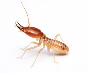 Termites