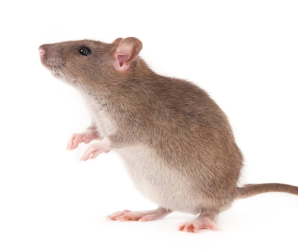 Rats