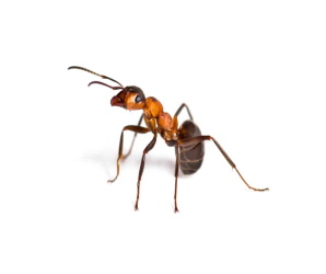 Fourmis