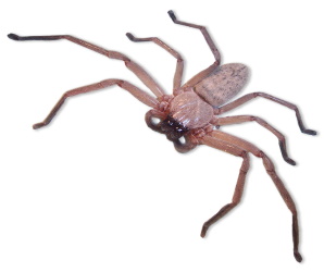 Araignées