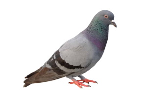Pigeons
