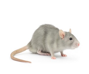 Souris